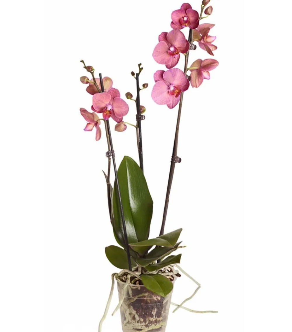 Dehner Orchideen > Schmetterlingsorchidee - Phalaenopsis cultivars, dreitriebig