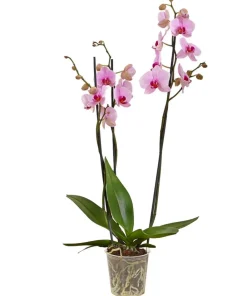 Dehner Orchideen > Schmetterlingsorchidee - Phalaenopsis cultivars, dreitriebig
