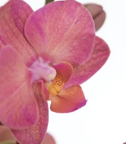 Dehner Orchideen > Schmetterlingsorchidee - Phalaenopsis cultivars, dreitriebig