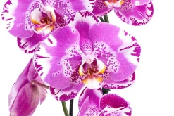 Dehner Orchideen > Schmetterlingsorchidee - Phalaenopsis cultivars 'Victorio'