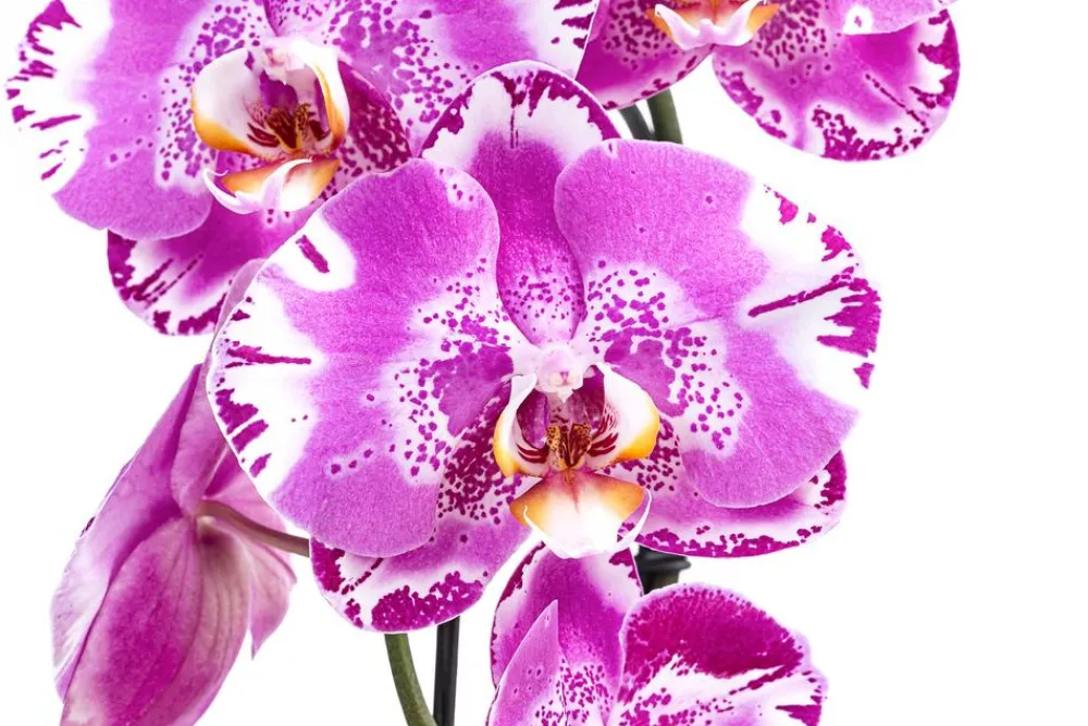 Dehner Orchideen > Schmetterlingsorchidee - Phalaenopsis cultivars 'Victorio'