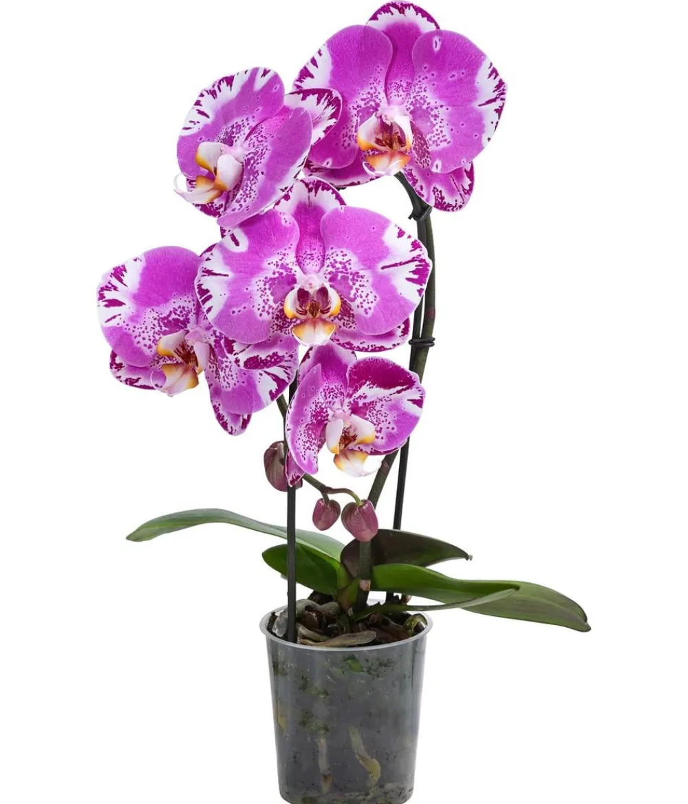 Dehner Orchideen > Schmetterlingsorchidee - Phalaenopsis cultivars 'Victorio'