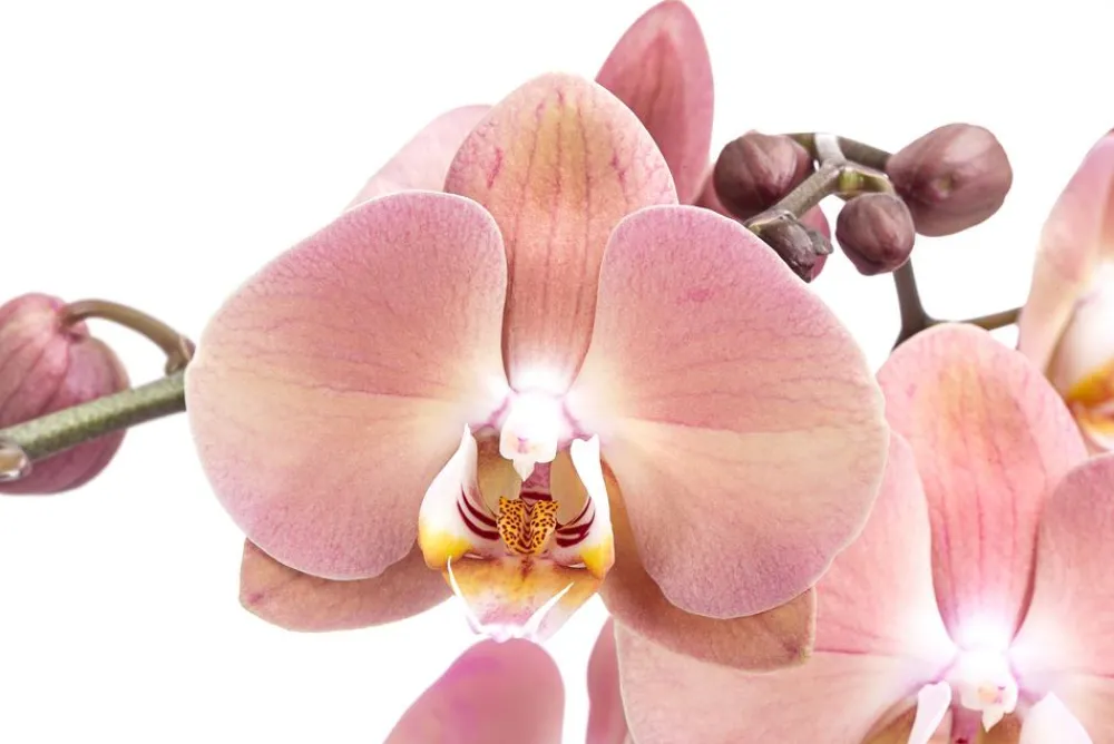 Dehner Orchideen > Schmetterlingsorchidee - Phalaenopsis cultivars 'Suki'