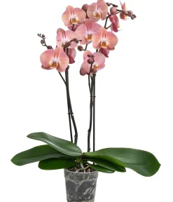 Dehner Orchideen > Schmetterlingsorchidee - Phalaenopsis cultivars 'Suki'