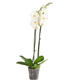 Dehner Orchideen > Schmetterlingsorchidee - Phalaenopsis cultivars, zweitriebig, großblütig