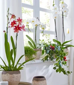 Dehner Orchideen > Schmetterlingsorchidee - Phalaenopsis cultivars, zweitriebig, großblütig