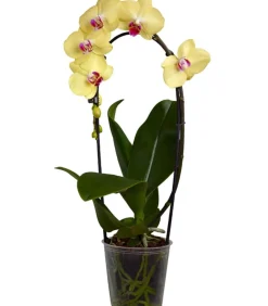 Dehner Orchideen > Schmetterlingsorchidee - Phalaenopsis cultivars Kascade, verschiedene Farben