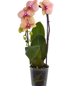 Dehner Orchideen > Schmetterlingsorchidee - Phalaenopsis cultivars Kascade, verschiedene Farben