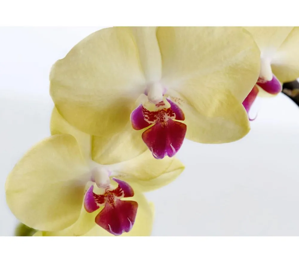 Dehner Orchideen > Schmetterlingsorchidee - Phalaenopsis cultivars Kascade, verschiedene Farben