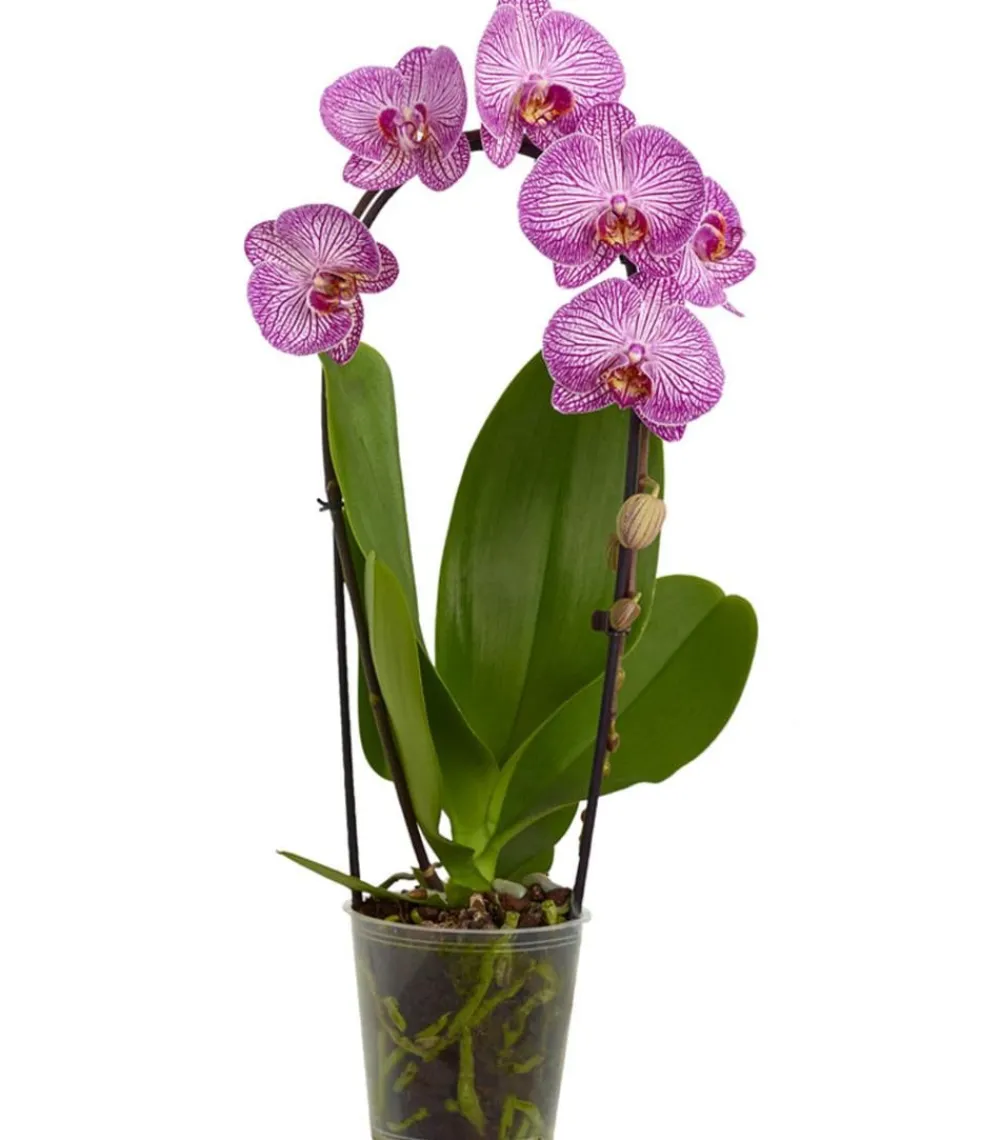 Dehner Orchideen > Schmetterlingsorchidee - Phalaenopsis cultivars Kascade, verschiedene Farben