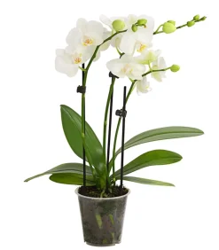 Dehner Schmetterlingsorchidee - Phalaenopsis cultivars, Weiß Outlet