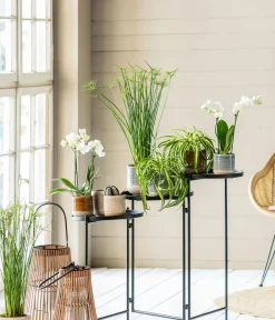 Dehner Schmetterlingsorchidee - Phalaenopsis cultivars, Weiß Outlet