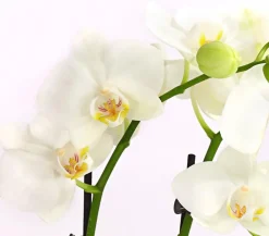 Dehner Schmetterlingsorchidee - Phalaenopsis cultivars, Weiß Outlet