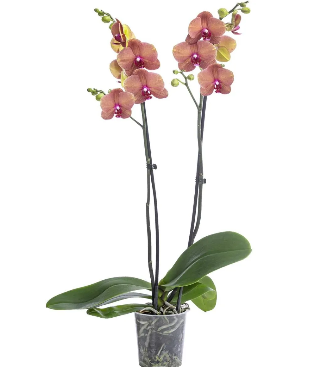Dehner Schmetterlingsorchidee - Phalaenopsis cultivars 'Surfsong' Apricot Hot