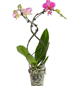 Dehner Schmetterlingsorchidee - Phalaenopsis cultivars 'Twister', verschiedene Farben Clearance