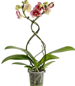 Dehner Schmetterlingsorchidee - Phalaenopsis cultivars 'Twister', verschiedene Farben Clearance