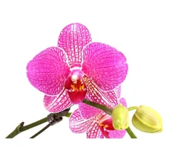 Dehner Schmetterlingsorchidee - Phalaenopsis cultivars 'Twister', verschiedene Farben Clearance