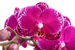 Dehner Schmetterlingsorchidee - Phalaenopsis cultivars 'Asian Violin' New