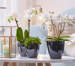 Dehner Schmetterlingsorchidee - Phalaenopsis cultivars 'Wildflower' Weiß