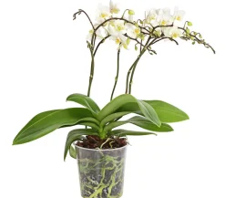 Dehner Schmetterlingsorchidee - Phalaenopsis cultivars 'Wildflower' Weiß