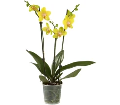 Dehner Schmetterlingsorchidee - Phalaenopsis cultivars, dreitriebig Gelb