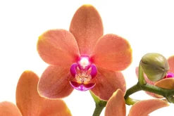 Dehner Schmetterlingsorchidee - Phalaenopsis cultivars 'Paprika' Hot