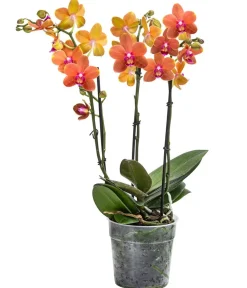 Dehner Schmetterlingsorchidee - Phalaenopsis cultivars 'Paprika' Hot
