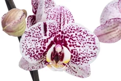 Dehner Orchideen > Schmetterlingsorchidee - Phalaenopsis cultivars 'Crossing', verschiedene Farben