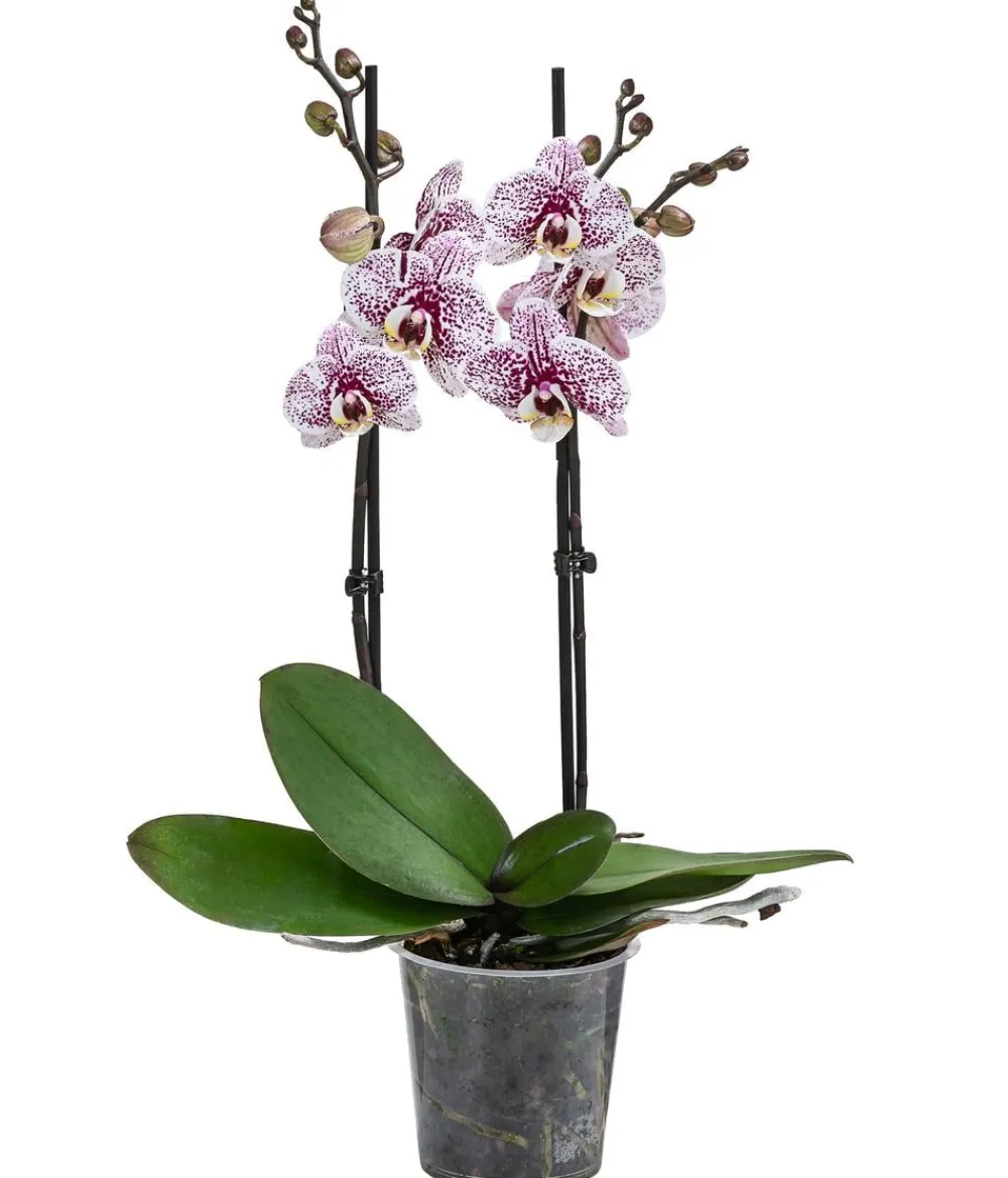 Dehner Orchideen - Schmetterlingsorchidee - Phalaenopsis cultivars 'Aladdin'