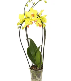 Dehner Orchideen > Schmetterlingsorchidee - Phalaenopsis cultivars 'Crossing', verschiedene Farben