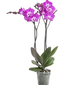 Dehner Schmetterlingsorchidee - Phalaenopsis cultivars 'Maro' Pink Best