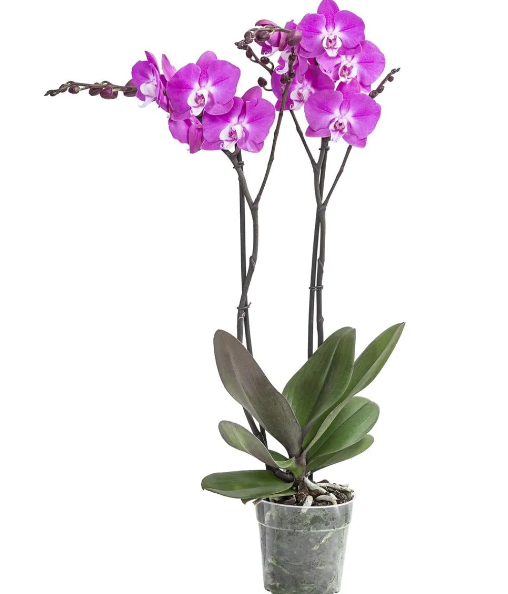 Dehner Schmetterlingsorchidee - Phalaenopsis cultivars 'Maro' Pink Best