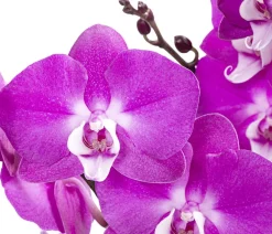 Dehner Schmetterlingsorchidee - Phalaenopsis cultivars 'Maro' Pink Best