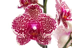 Dehner Orchideen - Schmetterlingsorchidee - Phalaenopsis cultivars, Weiß