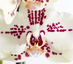 Dehner Orchideen - Schmetterlingsorchidee - Phalaenopsis cultivars 'Signature Speechless Elegance'