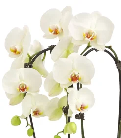 Dehner Orchideen - Schmetterlingsorchidee - Phalaenopsis cultivars 'Signature Speechless Elegance'