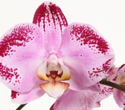 Dehner Schmetterlingsorchidee - Phalaenopsis cultivars Kascade, verschiedene Farben Bunt Discount