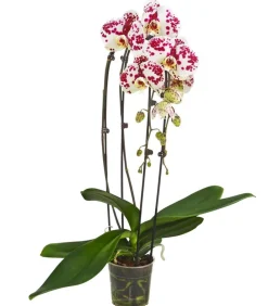 Dehner Schmetterlingsorchidee - Phalaenopsis cultivars Kascade, verschiedene Farben Bunt Discount