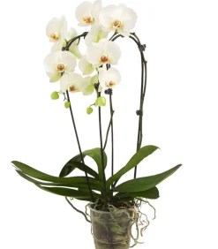 Dehner Schmetterlingsorchidee - Phalaenopsis cultivars Kascade, verschiedene Farben Bunt Discount