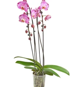 Dehner Schmetterlingsorchidee - Phalaenopsis cultivars Kascade, verschiedene Farben Bunt Discount