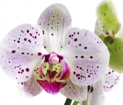 Dehner Schmetterlingsorchidee - Phalaenopsis cultivars 'Goya' Online