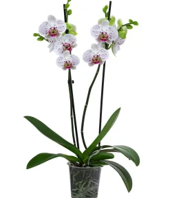 Dehner Schmetterlingsorchidee - Phalaenopsis cultivars 'Goya' Online