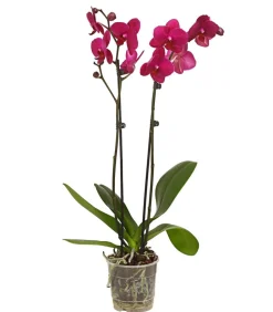Dehner Orchideen - Schmetterlingsorchidee - Phalaenopsis cultivars, zweitriebig Pink