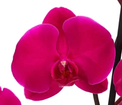 Dehner Orchideen - Schmetterlingsorchidee - Phalaenopsis cultivars, zweitriebig Pink