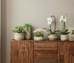Dehner Orchideen - Schmetterlingsorchidee - Phalaenopsis cultivaris 'Cascade' Weiß