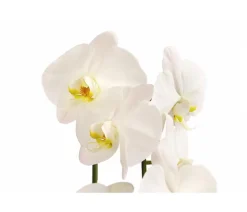 Dehner Orchideen - Schmetterlingsorchidee - Phalaenopsis cultivaris 'Cascade' Weiß