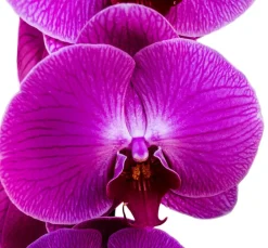 Dehner Orchideen - Schmetterlingsorchidee - Phalaenopsis cultivars, dreitriebig Lila