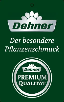 Dehner Schmetterlingsorchidee - Phalaenopsis cultivars, Bogen, verschiedene Sorten Discount
