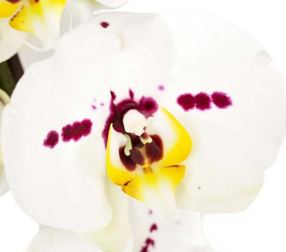 Dehner Schmetterlingsorchidee - Phalaenopsis cultivars, Bogen, verschiedene Sorten Discount