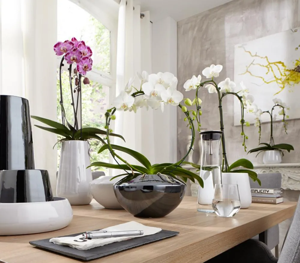 Dehner Schmetterlingsorchidee - Phalaenopsis cultivars, Bogen, verschiedene Sorten Discount